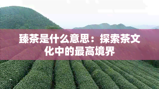 臻茶是什么意思：探索茶文化中的更高境界