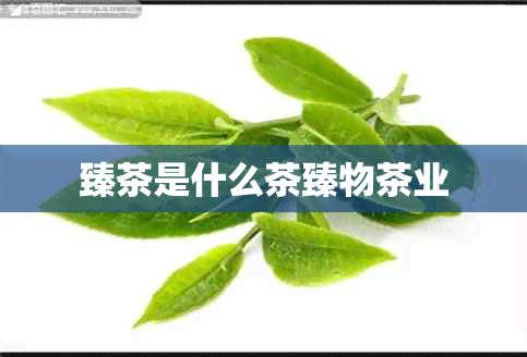 臻茶是什么茶臻物茶业