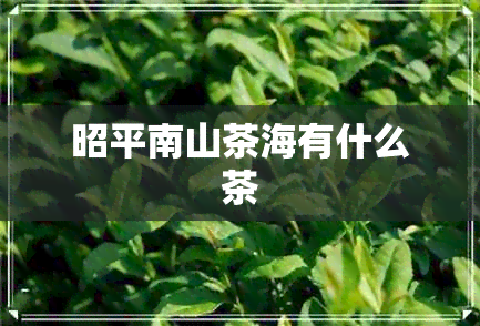 昭平南山茶海有什么茶