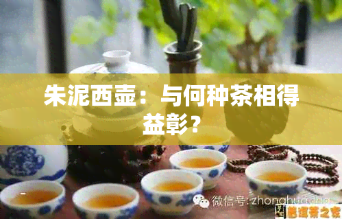 朱泥西壶：与何种茶相得益彰？