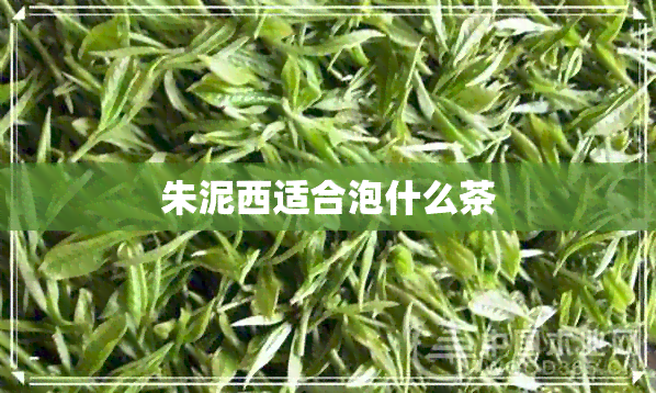 朱泥西适合泡什么茶