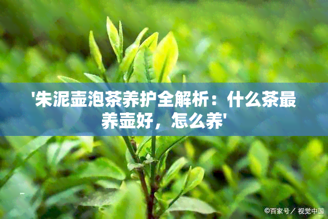 '朱泥壶泡茶养护全解析：什么茶最养壶好，怎么养'