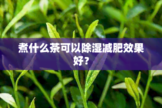 煮什么茶可以除湿减肥效果好？