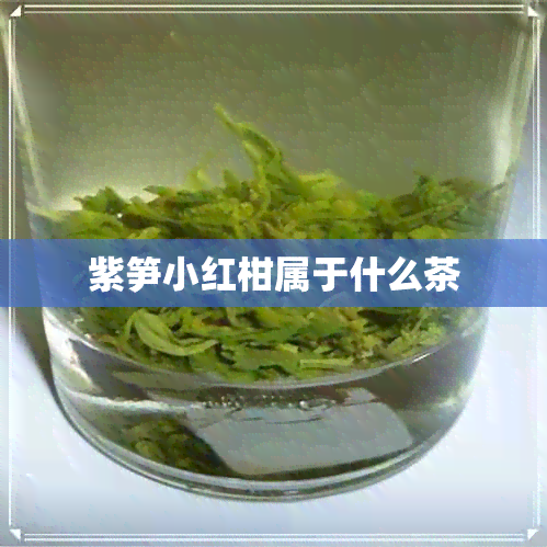 紫笋小红柑属于什么茶