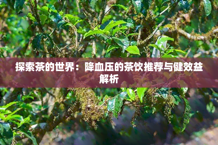 探索茶的世界：降血压的茶饮推荐与健效益解析