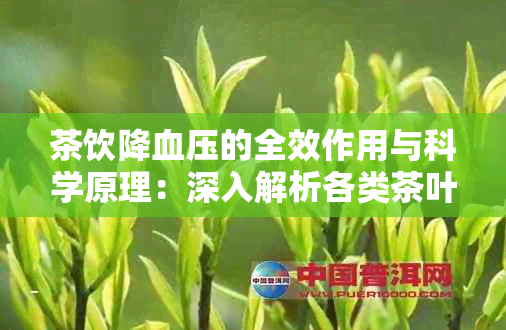 茶饮降血压的全效作用与科学原理：深入解析各类茶叶的功效及适用人群