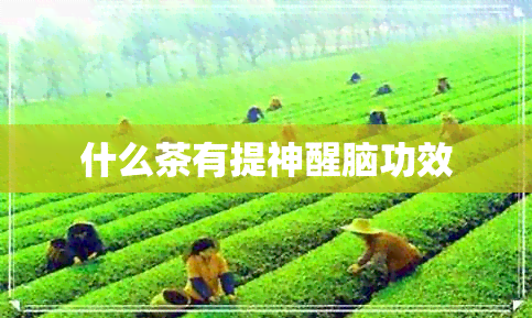 什么茶有提神醒脑功效