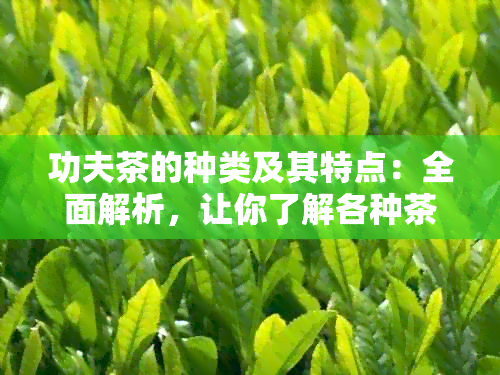 功夫茶的种类及其特点：全面解析，让你了解各种茶的独特魅力