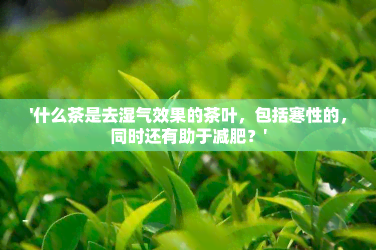 '什么茶是去湿气效果的茶叶，包括寒性的，同时还有助于减肥？'