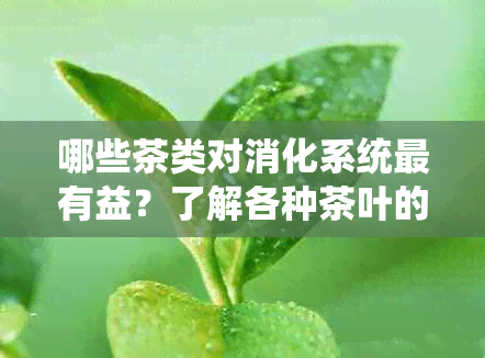 哪些茶类对消化系统最有益？了解各种茶叶的功效以帮助选择最适合您的茶