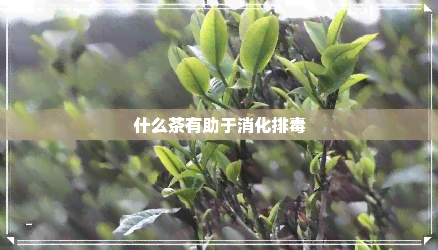 什么茶有助于消化排