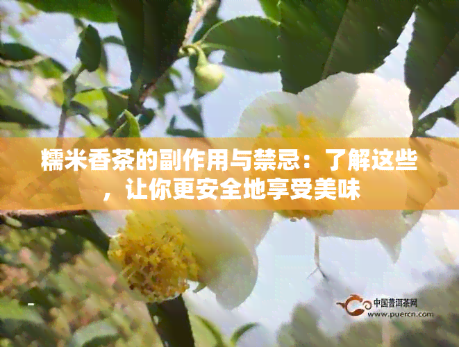 糯米香茶的副作用与禁忌：了解这些，让你更安全地享受美味