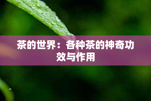 茶的世界：各种茶的神奇功效与作用