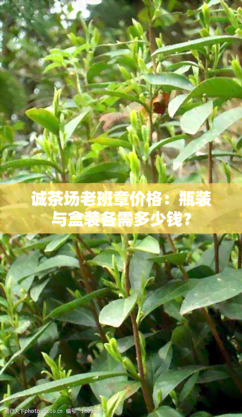 诚茶场老班章价格：瓶装与盒装各需多少钱？