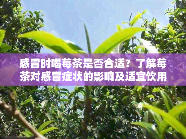 感冒时喝莓茶是否合适？了解莓茶对感冒症状的影响及适宜饮用方法