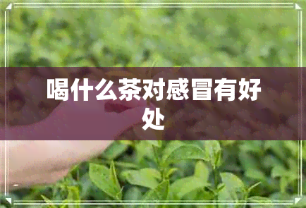 喝什么茶对感冒有好处