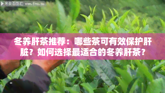 冬养肝茶推荐：哪些茶可有效保护肝脏？如何选择最适合的冬养肝茶？