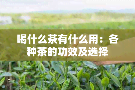 喝什么茶有什么用：各种茶的功效及选择