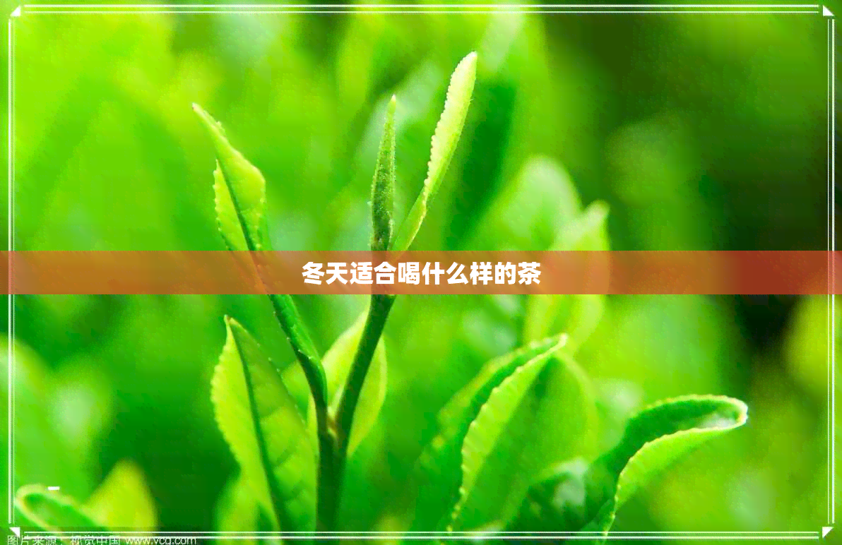 冬天适合喝什么样的茶