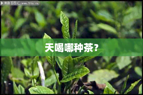 天喝哪种茶？