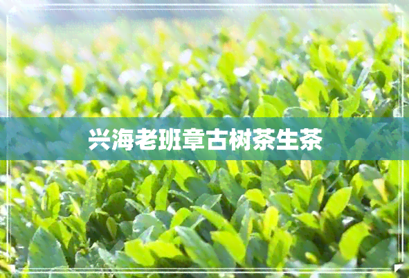 兴海老班章古树茶生茶