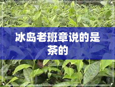 冰岛老班章说的是茶的