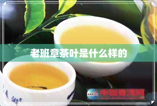 老班章茶叶是什么样的