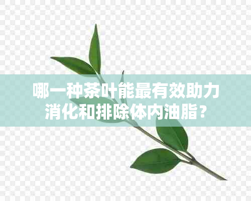 哪一种茶叶能最有效助力消化和排除体内油脂？