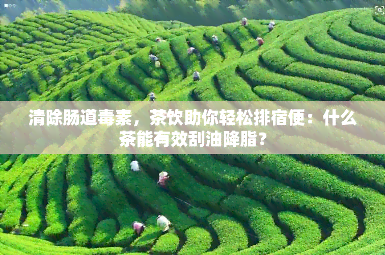 清除肠道素，茶饮助你轻松排宿便：什么茶能有效刮油降脂？