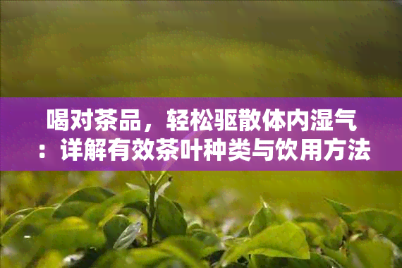 喝对茶品，轻松驱散体内湿气：详解有效茶叶种类与饮用方法