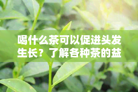 喝什么茶可以促进头发生长？了解各种茶的益处和推荐