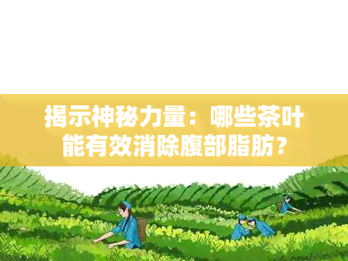 揭示神秘力量：哪些茶叶能有效消除腹部脂肪？