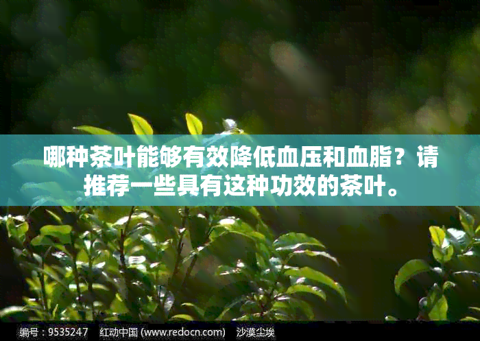 哪种茶叶能够有效降低血压和血脂？请推荐一些具有这种功效的茶叶。