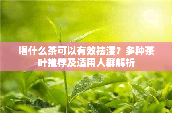 喝什么茶可以有效祛湿？多种茶叶推荐及适用人群解析