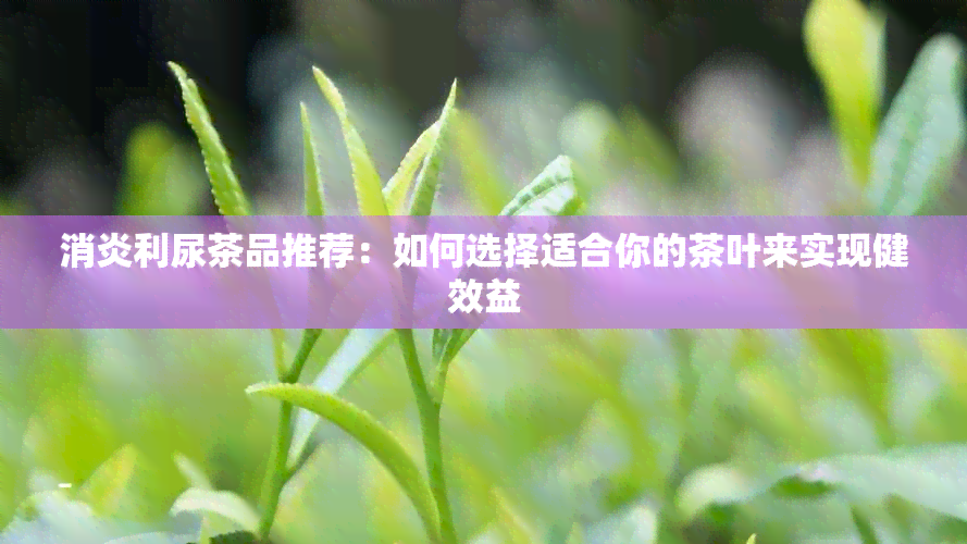 消炎利尿茶品推荐：如何选择适合你的茶叶来实现健效益