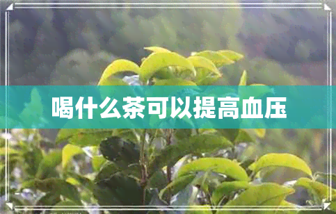 喝什么茶可以提高血压