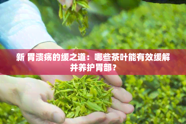 新 胃溃疡的缓之道：哪些茶叶能有效缓解并养护胃部？