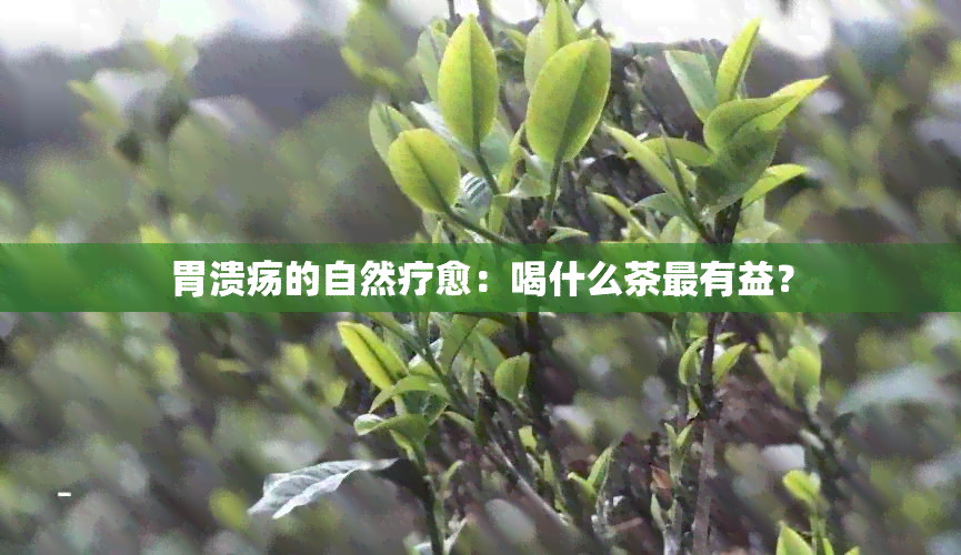 胃溃疡的自然疗愈：喝什么茶最有益？