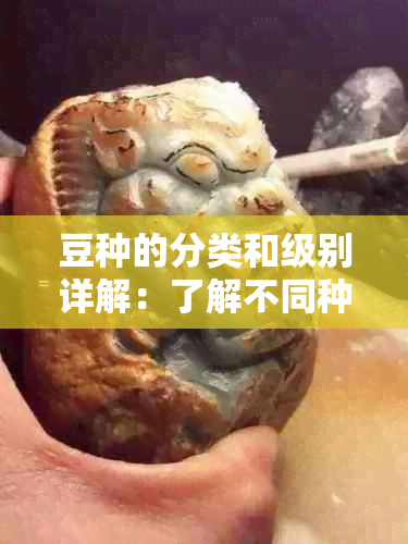 豆种的分类和级别详解：了解不同种类的特点与用途