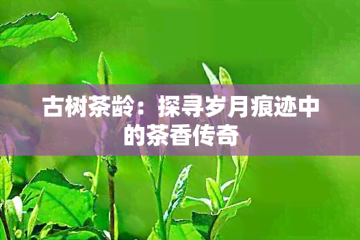 古树茶龄：探寻岁月痕迹中的茶香传奇