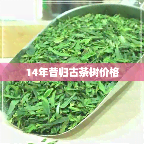 14年昔归古茶树价格