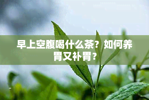 早上空腹喝什么茶？如何养胃又补胃？