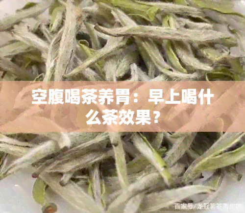 空腹喝茶养胃：早上喝什么茶效果？