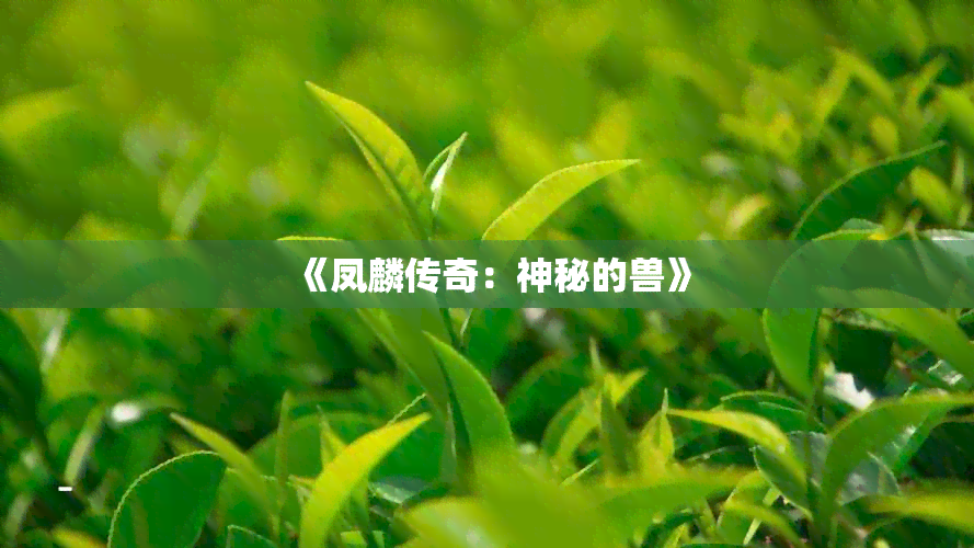 《凤麟传奇：神秘的兽》