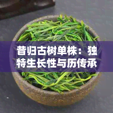 昔归古树单株：独特生长性与历传承的文化内涵