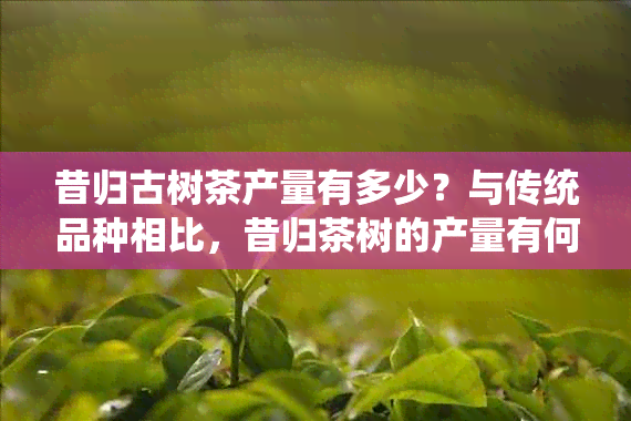 昔归古树茶产量有多少？与传统品种相比，昔归茶树的产量有何特点？