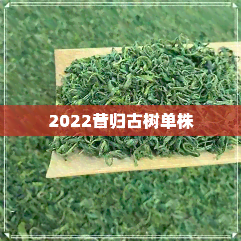 2022昔归古树单株