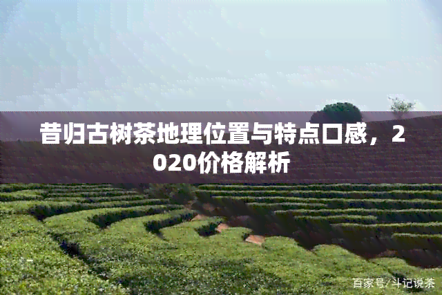 昔归古树茶地理位置与特点口感，2020价格解析