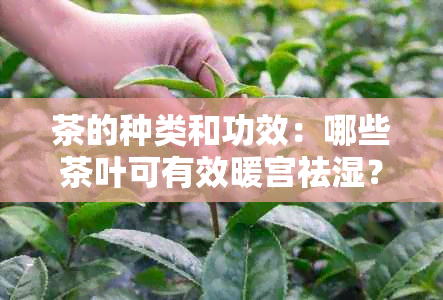 茶的种类和功效：哪些茶叶可有效暖宫祛湿？