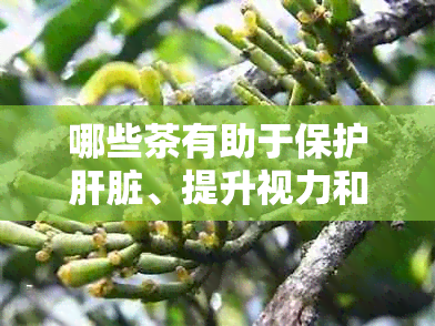 哪些茶有助于保护肝脏、提升视力和增强肾脏功能？